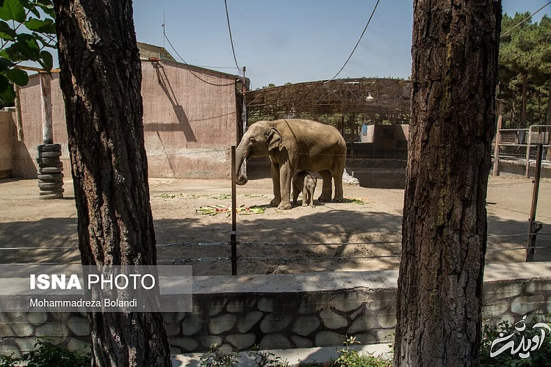 (تصاویر) رونمایی از «مایسا» در باغ وحش ارم